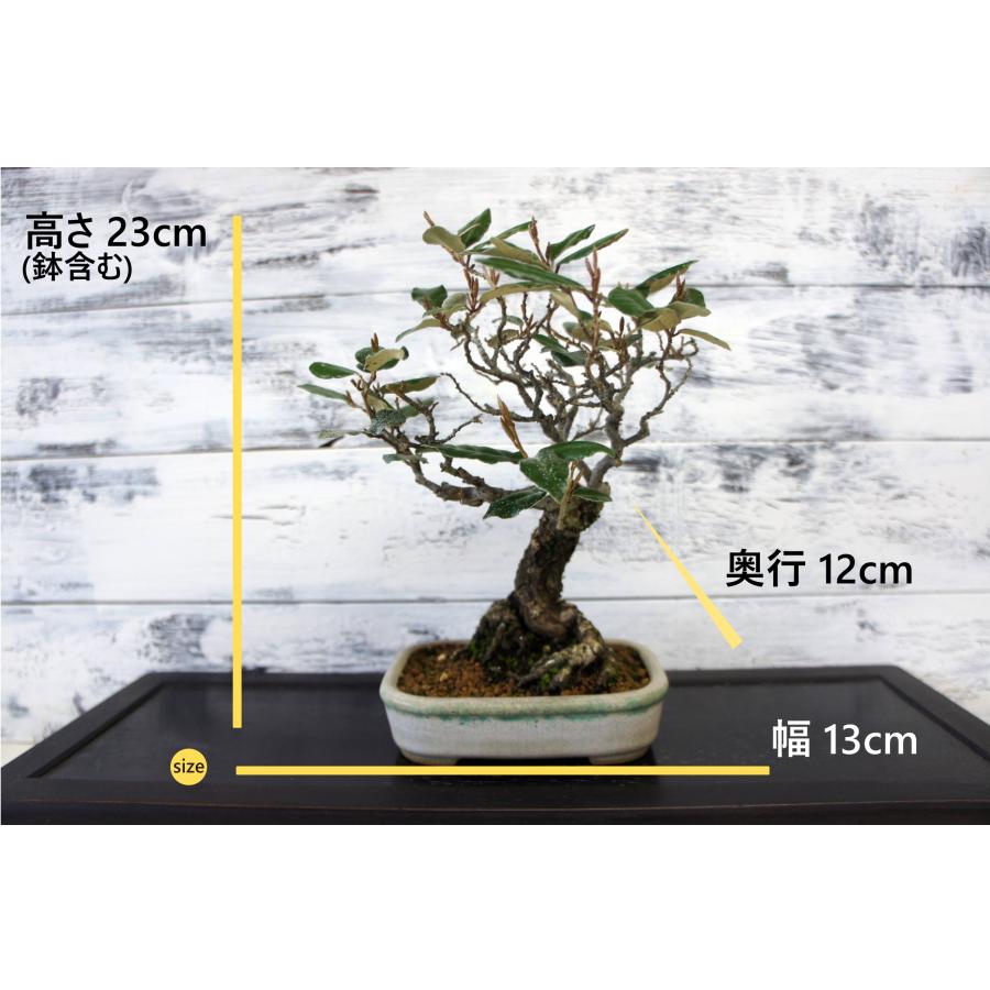 盆栽 『グミ』 和風 インテリア 園芸 ガーデニング オブジェ 観葉植物