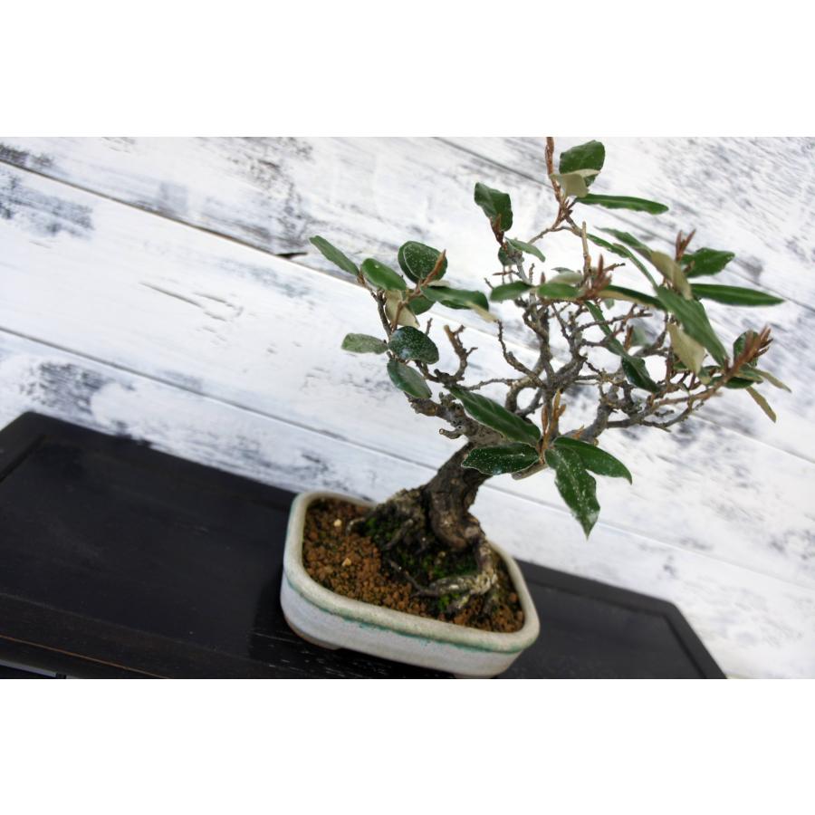 盆栽 『グミ』 和風 インテリア 園芸 ガーデニング オブジェ 観葉植物