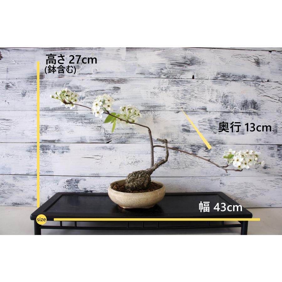 盆栽 『マメナシ』 花 梨 実 和風 インテリア 園芸 ガーデニング
