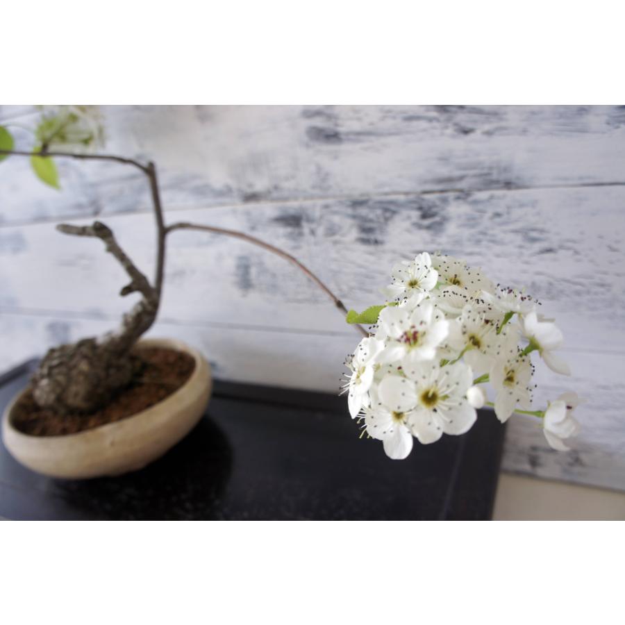 盆栽 『マメナシ』 花 梨 実 和風 インテリア 園芸 ガーデニング