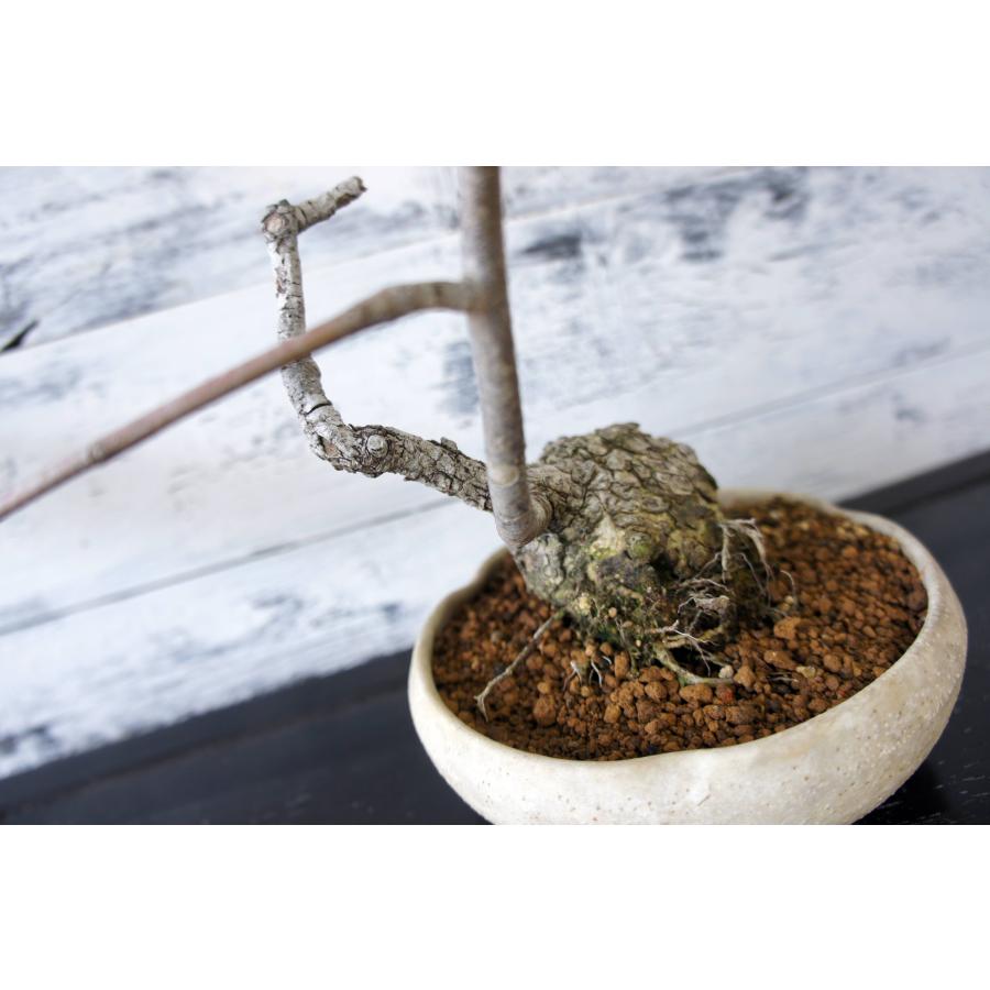 盆栽 『マメナシ』 インテリア 花 梨 実 ガーデニング 観葉植物 b211 盆栽 『マメナシ』 花 梨 実 和風 インテリア 園芸 ガーデニング
