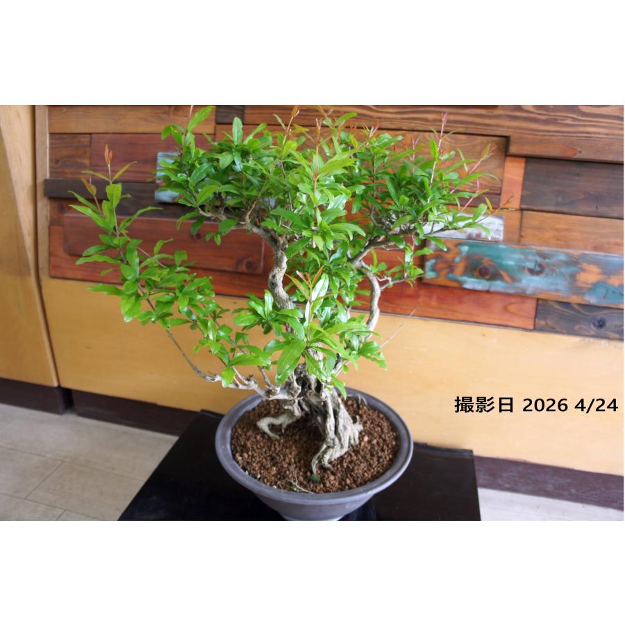 盆栽 『ザクロ』 花 実 和風 インテリア 園芸 ガーデニング オブジェ
