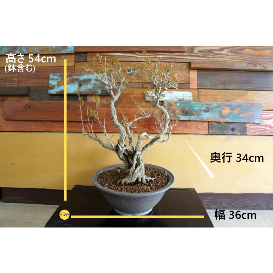 盆栽 『ザクロ』 和風 インテリア 観葉植物 園芸 オブジェ 送料無料 b213 盆栽 『ザクロ』 花 実 和風 インテリア 園芸 ガーデニング オブジェ