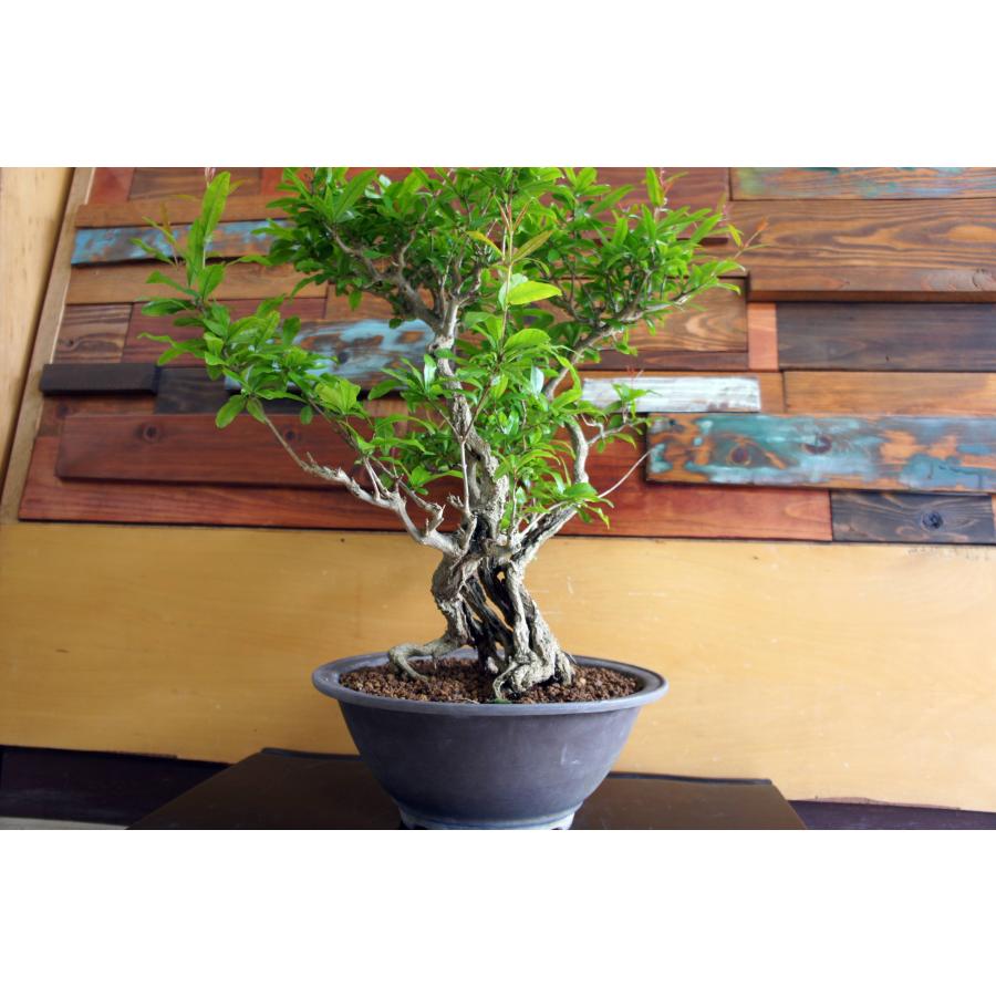 盆栽 『ザクロ』 和風 インテリア 観葉植物 園芸 オブジェ 送料無料 b213 盆栽 『ザクロ』 花 実 和風 インテリア 園芸 ガーデニング オブジェ