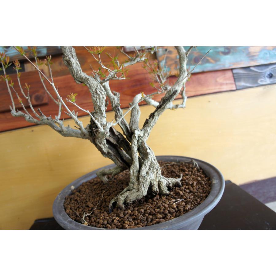 盆栽 『ザクロ』 和風 インテリア 観葉植物 園芸 オブジェ 送料無料 b213 盆栽 『ザクロ』 花 実 和風 インテリア 園芸 ガーデニング オブジェ