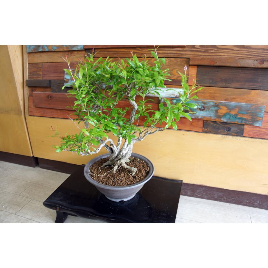 盆栽 『ザクロ』 和風 インテリア 観葉植物 園芸 オブジェ 送料無料 b213 盆栽 『ザクロ』 花 実 和風 インテリア 園芸 ガーデニング オブジェ