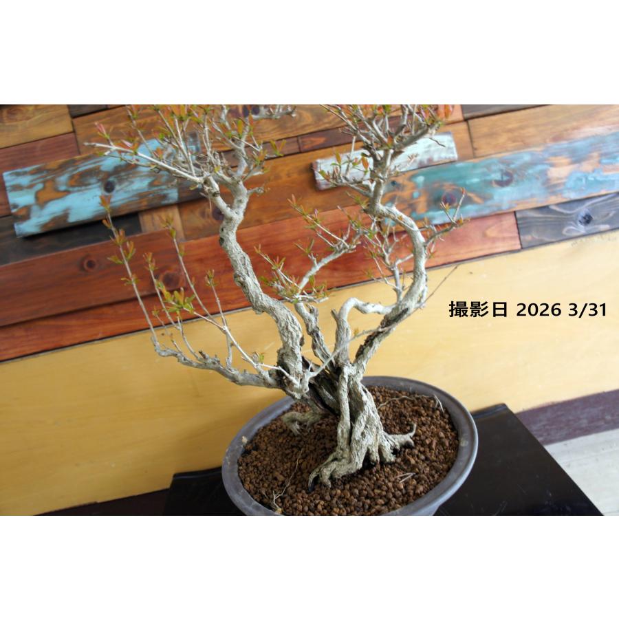 盆栽 『ザクロ』 花 実 和風 インテリア 園芸 ガーデニング オブジェ