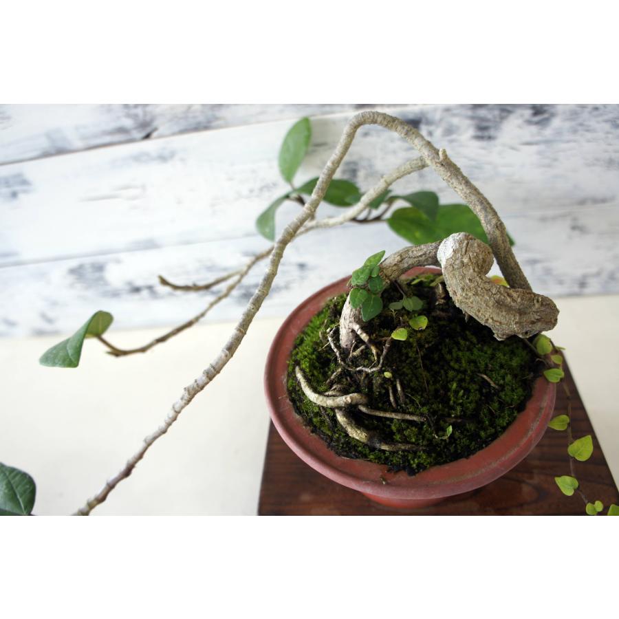 盆栽 『イタビ』インテリア 観葉植物 ガーデニング 苔 送料無料 b224 盆栽 『イタビ』 和風 インテリア アート 園芸 ガーデニング オブジェ
