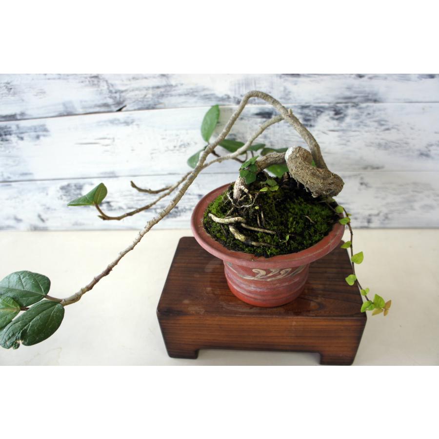 盆栽 『イタビ』インテリア 観葉植物 ガーデニング 苔 送料無料 b224 盆栽 『イタビ』 和風 インテリア アート 園芸 ガーデニング オブジェ