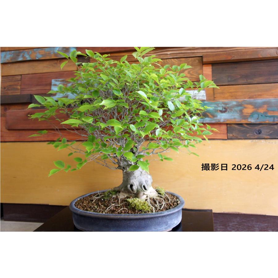 盆栽 『エノキ』榎 和風 インテリア 観葉植物 園芸 オブジェ 送料無料 227 盆栽 『エノキ』 榎 和風 紅葉 インテリア 春 園芸 ガーデニング