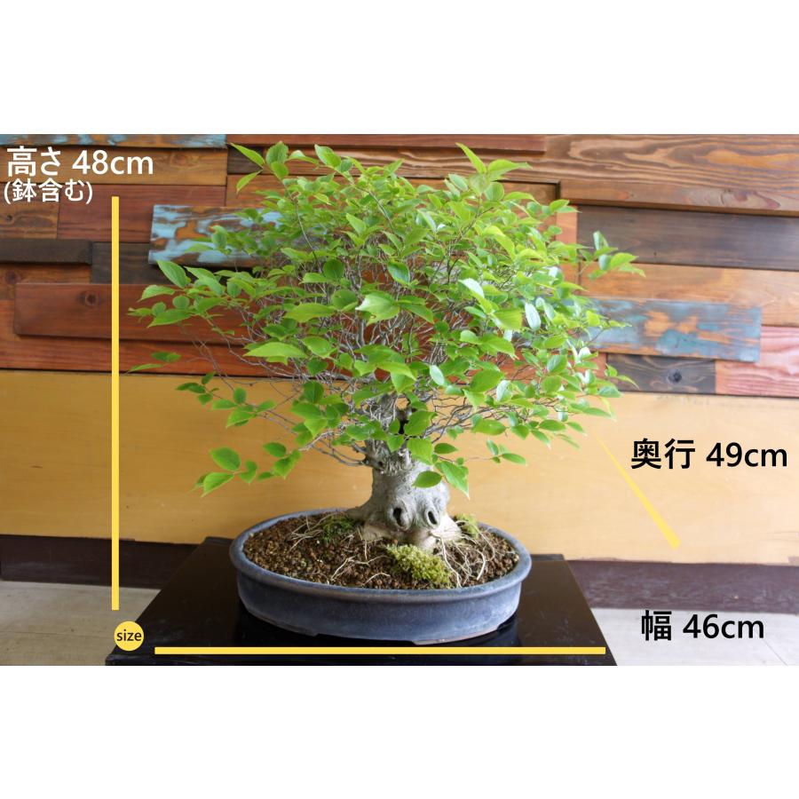 盆栽 『エノキ』榎 和風 インテリア 観葉植物 園芸 オブジェ 送料無料 227 盆栽 『エノキ』 榎 和風 紅葉 インテリア 春 園芸 ガーデニング