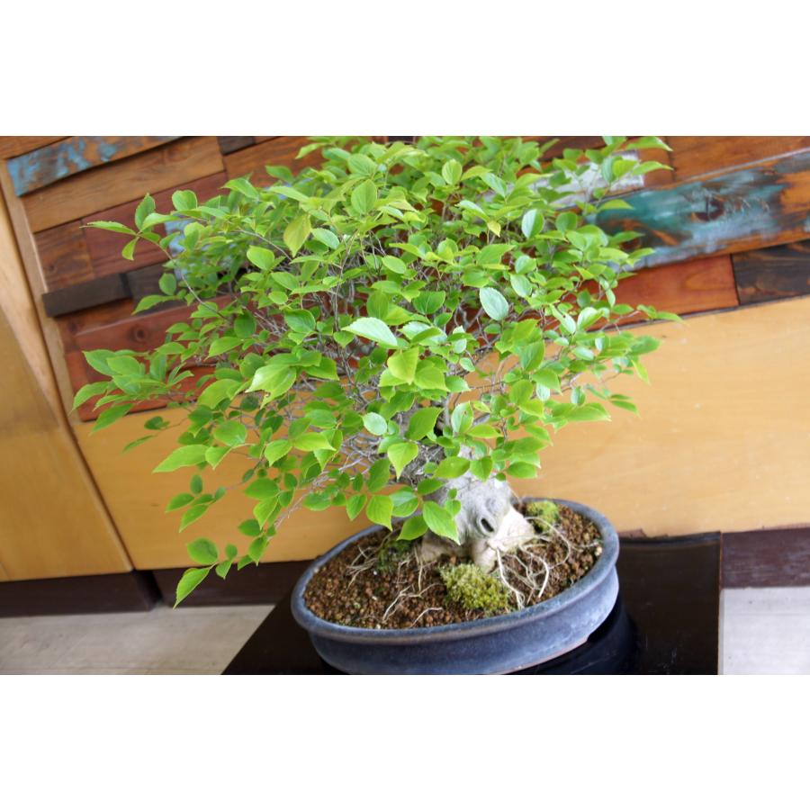 盆栽 『エノキ』榎 和風 インテリア 観葉植物 園芸 オブジェ 送料無料 227 盆栽 『エノキ』 榎 和風 紅葉 インテリア 春 園芸 ガーデニング