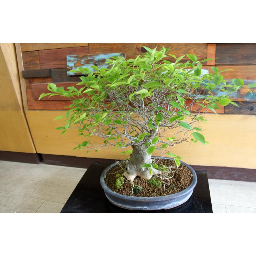 盆栽 『エノキ』榎 和風 インテリア 観葉植物 園芸 オブジェ 送料無料 227 盆栽 『エノキ』 榎 和風 紅葉 インテリア 春 園芸 ガーデニング