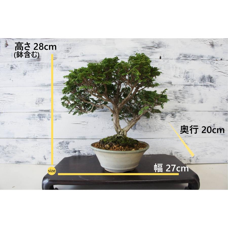 盆栽・苔玉 盆栽 『ヒノキ』 和風 インテリア 観葉植物 園芸 オブジェ