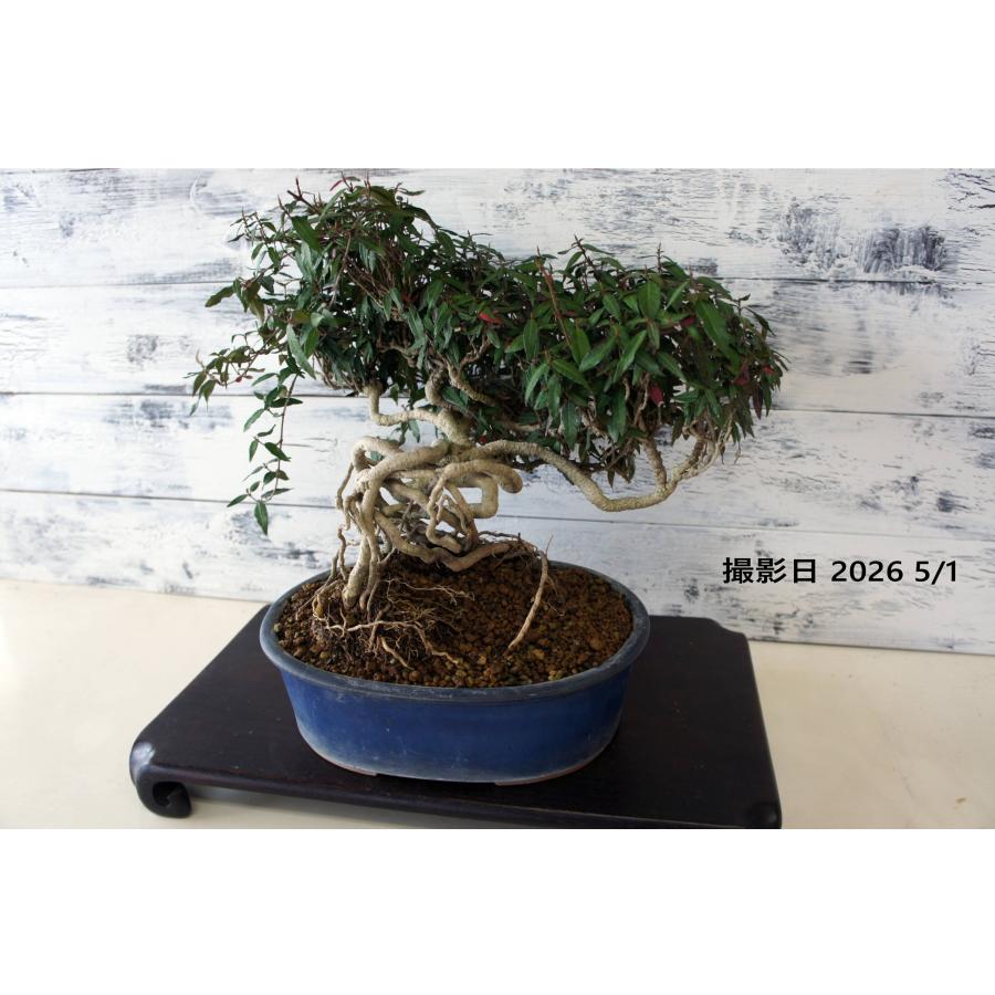 盆栽 『チリメンカズラ』 和風 インテリア 観葉植物 園芸 送料無料 291 盆栽 『チリメンカズラ』 和風 インテリア 園芸 ガーデニング おしゃれ