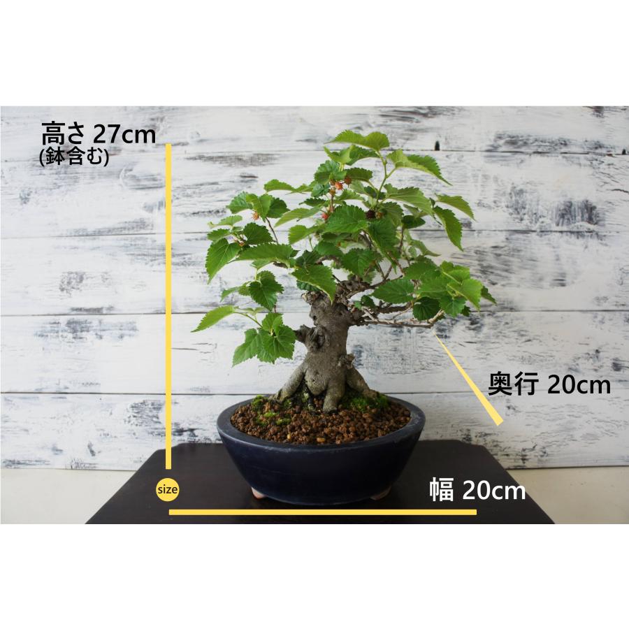 盆栽 『桑』 クワ マルベリー 実 苔 和風 インテリア 花 園芸