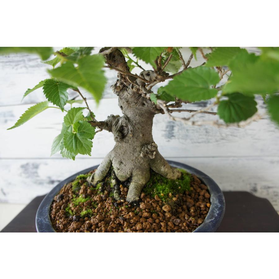 盆栽 『桑』 クワ マルベリー 実 苔 和風 インテリア 花 園芸