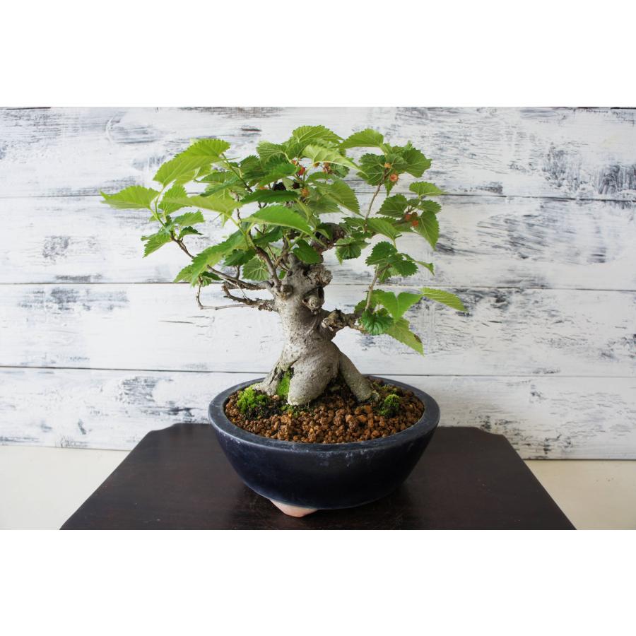 盆栽 『桑』 クワ マルベリー 実 苔 和風 インテリア 花 園芸