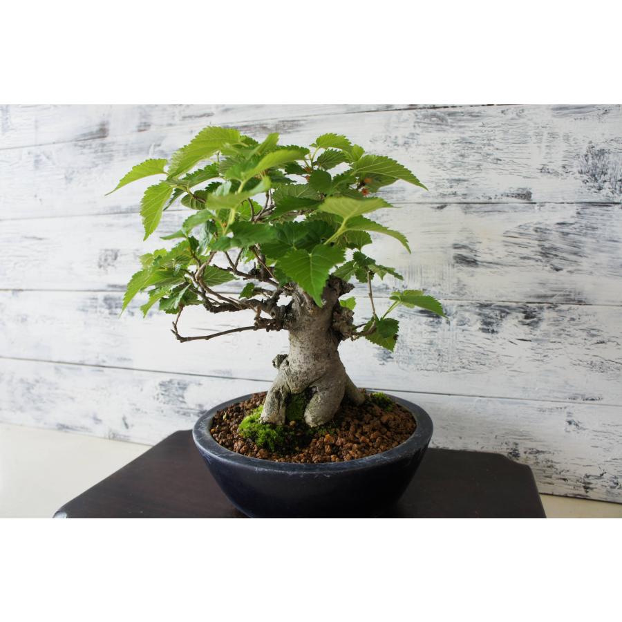 盆栽 『ザクロ』 和風 インテリア 観葉植物 園芸 オブジェ 送料無料 b213 盆栽 『桑』 クワ マルベリー 実 苔 和風 インテリア 花 園芸