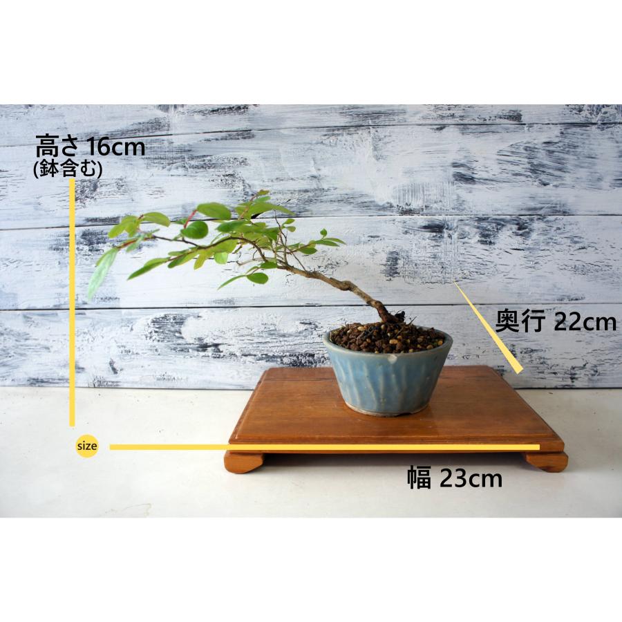 盆栽 『サルスベリ』 花 インテリア 観葉植物 ガーデニング 送料無料