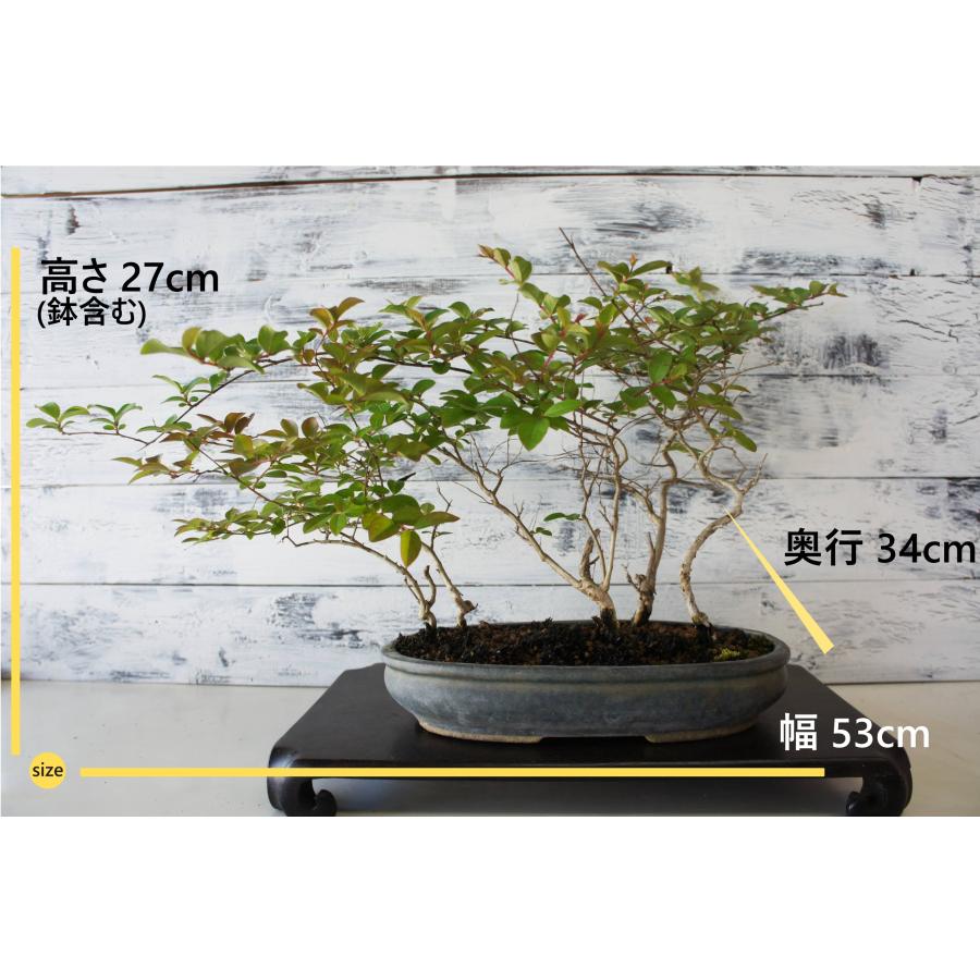 盆栽 『サルスベリ』 花 インテリア 観葉植物 ガーデニング 送料無料 b246 盆栽 『サルスベリ』 百日紅 和風 インテリア 花 園芸 ガーデニング