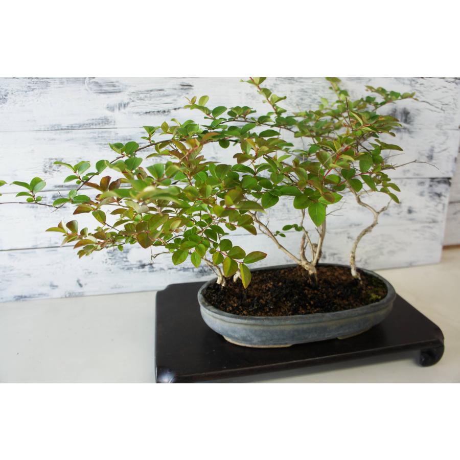 盆栽 『ザクロ』 和風 インテリア 観葉植物 園芸 オブジェ 送料無料 b213 盆栽 『サルスベリ』 百日紅 和風 インテリア 花 園芸 ガーデニング
