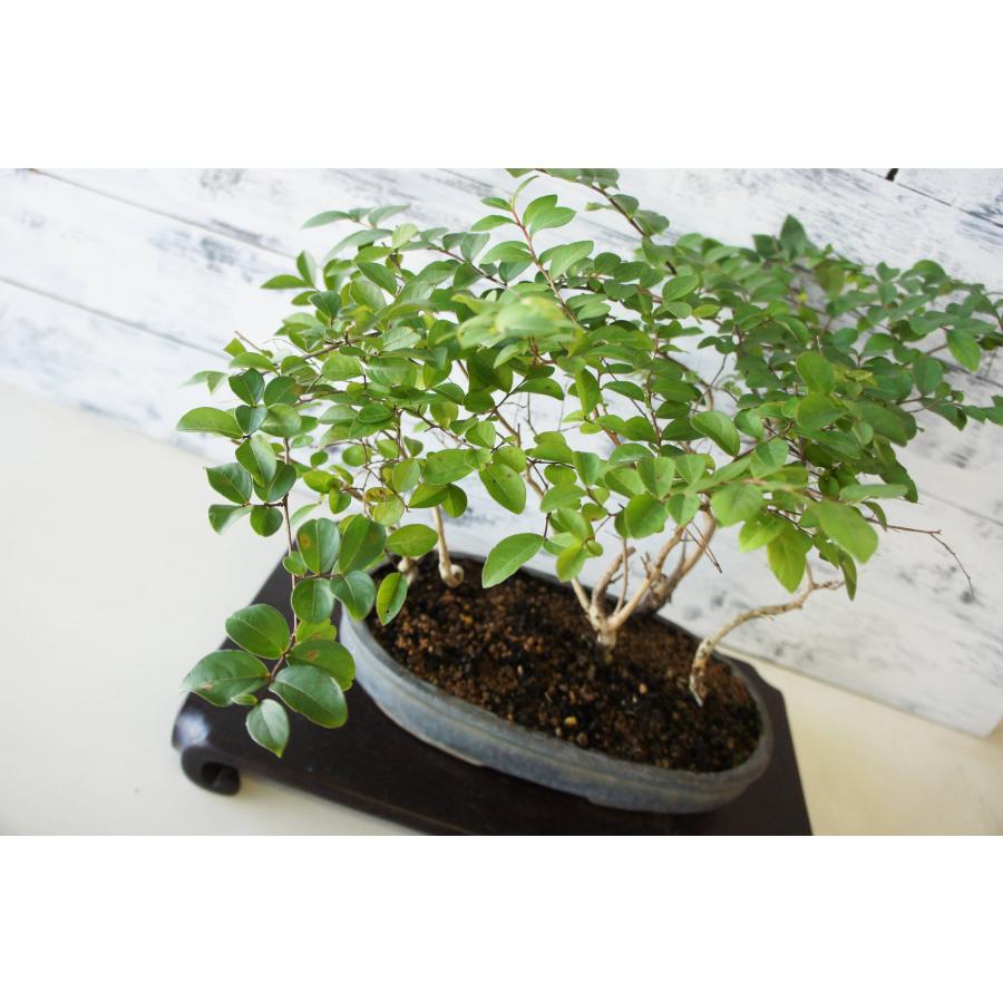 盆栽 『サルスベリ』 花 インテリア 観葉植物 ガーデニング 送料無料 b249 盆栽 『サルスベリ』 百日紅 和風 インテリア 花 園芸 ガーデニング