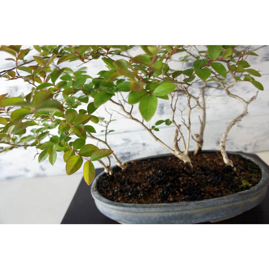 盆栽 『サルスベリ』 花 インテリア 観葉植物 ガーデニング 送料無料 b249 盆栽 『サルスベリ』 百日紅 和風 インテリア 花 園芸 ガーデニング