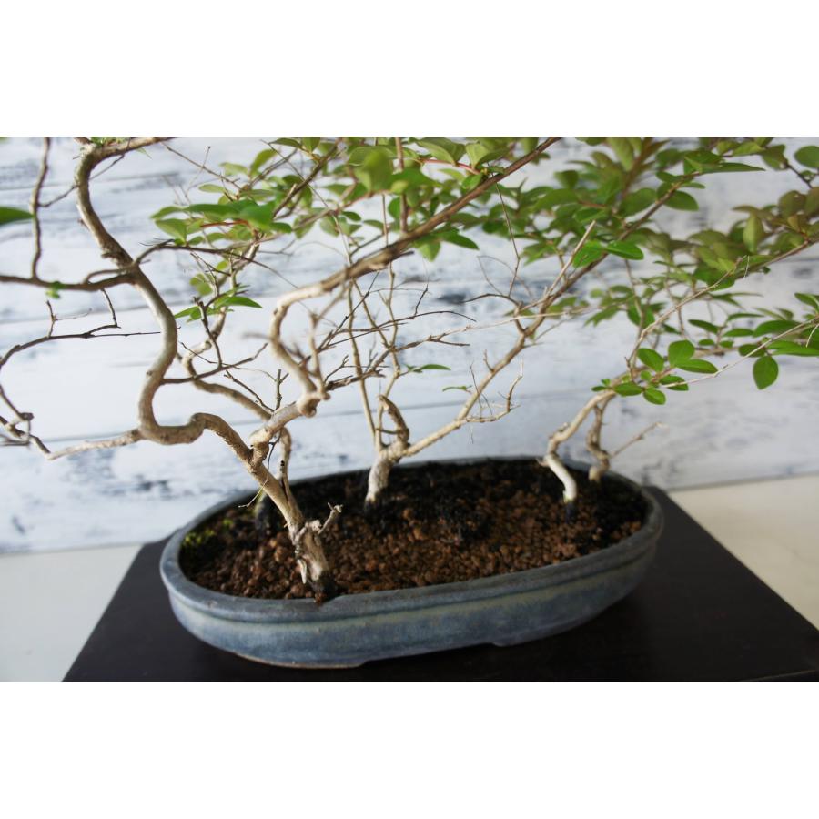 盆栽 『サルスベリ』 花 インテリア 観葉植物 ガーデニング 送料無料 b246 盆栽 『サルスベリ』 百日紅 和風 インテリア 花 園芸 ガーデニング