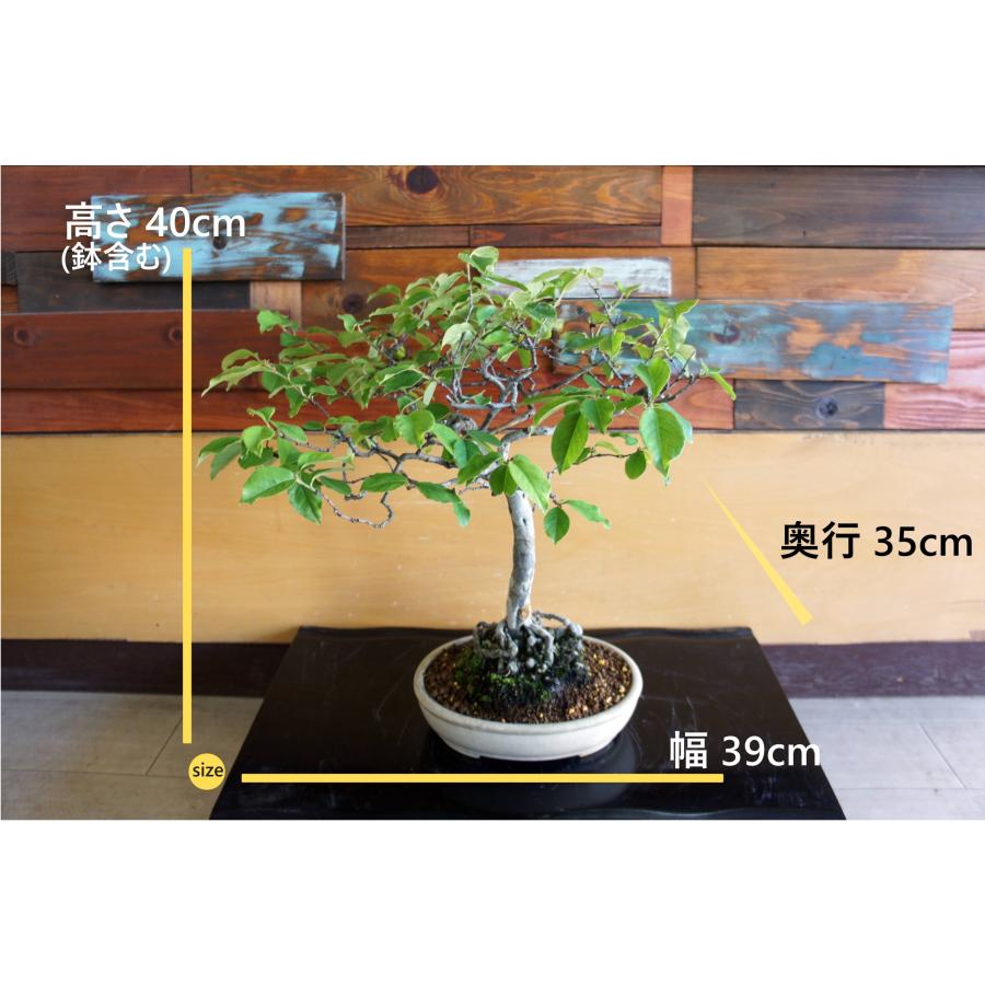 盆栽 『カリン』 花梨 和風 インテリア  花 園芸 ガーデニング オブジェ  観葉植物  b250_1