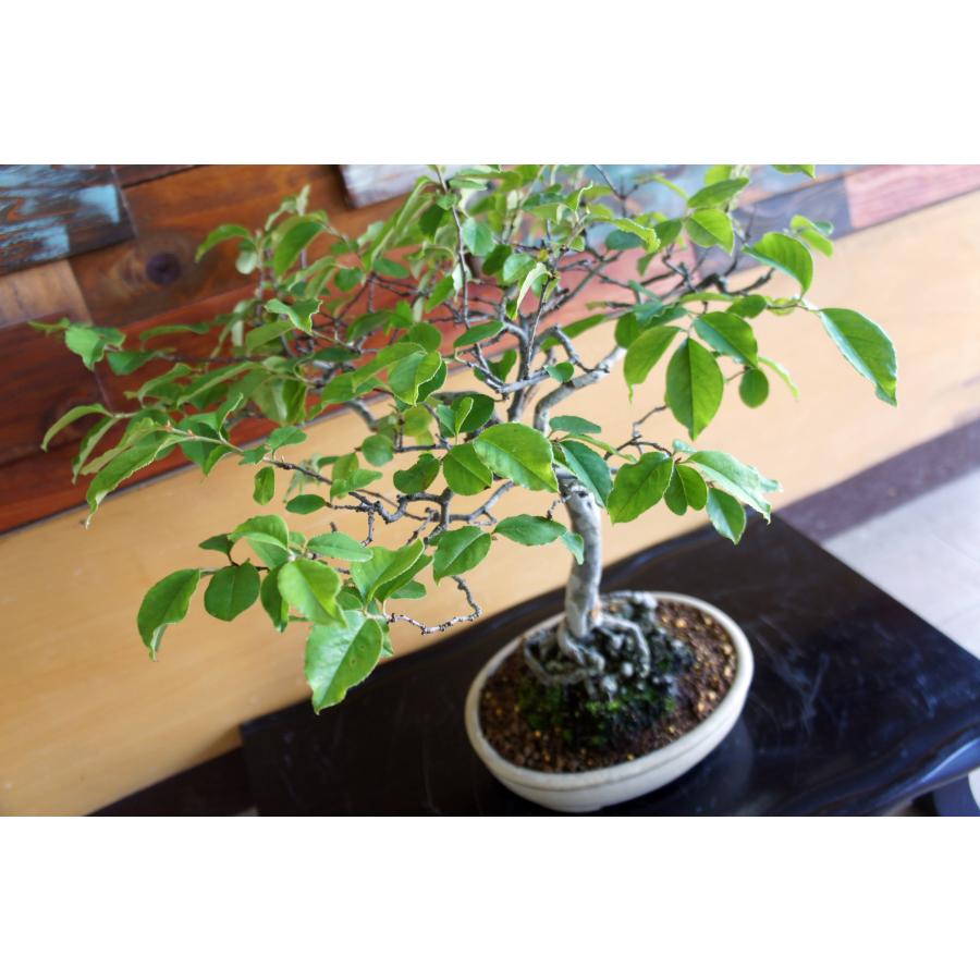 盆栽 『カリン』 花梨 和風 インテリア  花 園芸 ガーデニング オブジェ  観葉植物  b250_2