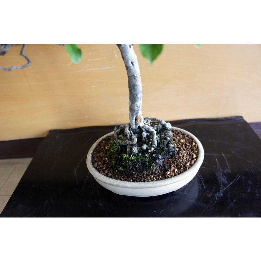 盆栽 『カリン』 花梨 和風 インテリア  花 園芸 ガーデニング オブジェ  観葉植物  b250_3