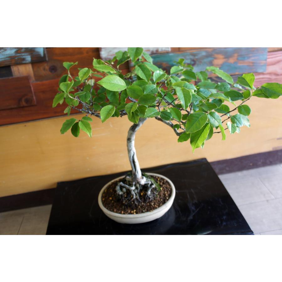 盆栽 『カリン』 花梨 和風 インテリア  花 園芸 ガーデニング オブジェ  観葉植物  b250_4