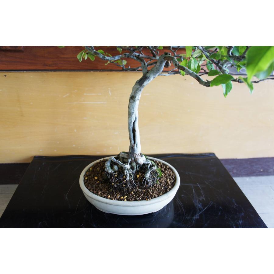 盆栽 『カリン』 花梨 和風 インテリア  花 園芸 ガーデニング オブジェ  観葉植物  b250_5