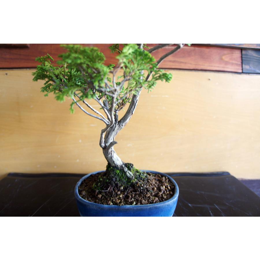 盆栽 『イタビ』インテリア 観葉植物 ガーデニング 苔 送料無料 b224 盆栽 『ヒノキ』檜 苔 和風 インテリア 松 園芸 ガーデニング オブジェ