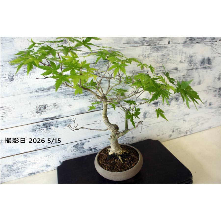 盆栽 『モミジ』 紅葉 和風 インテリア 園芸 ガーデニング オブジェ