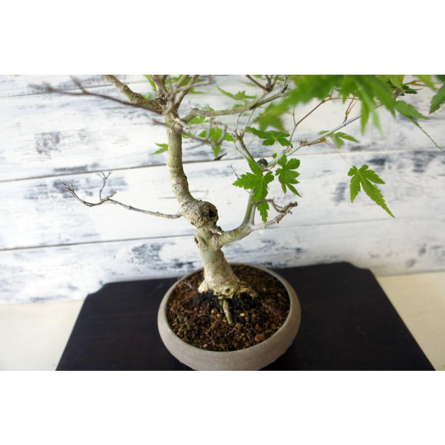 盆栽 『モミジ』 紅葉 和風 インテリア 園芸 ガーデニング オブジェ