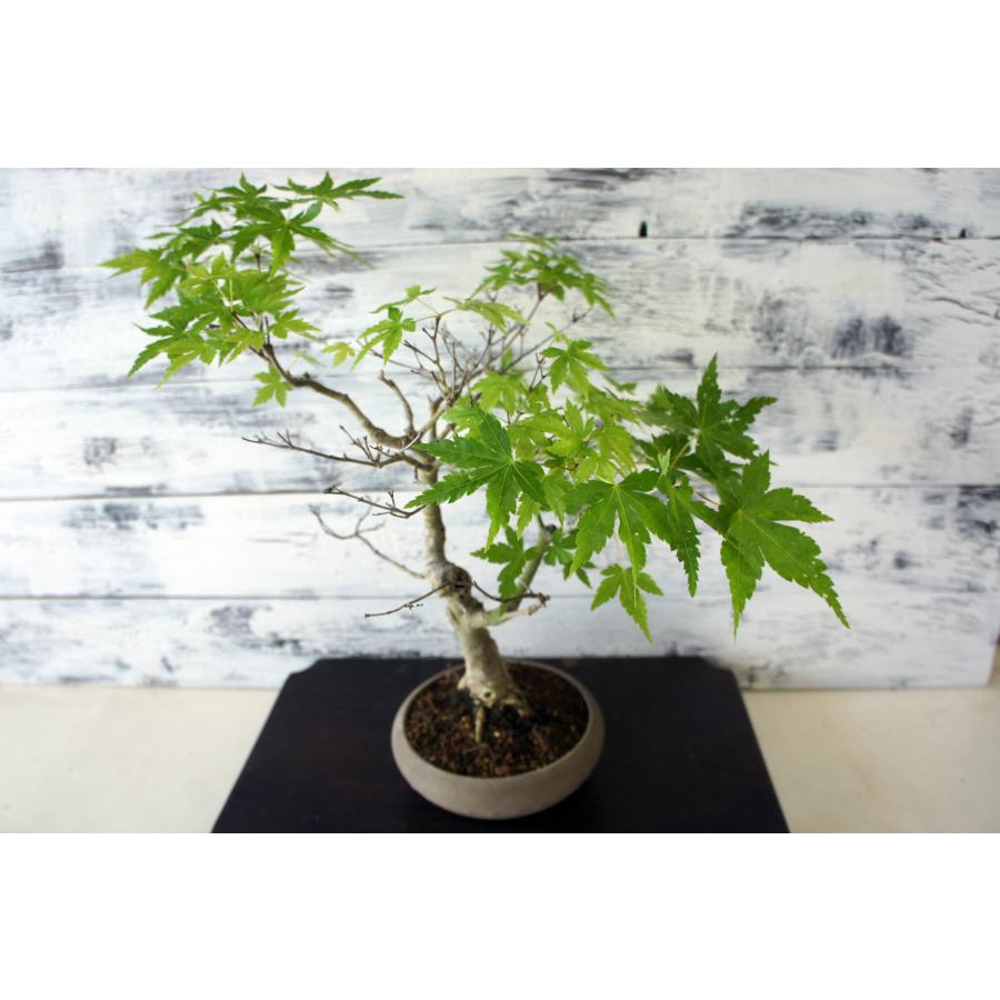 盆栽 『モミジ』 紅葉 インテリア 観葉植物 ガーデニング 送料無料 b218 盆栽 『モミジ』 紅葉 和風 インテリア 園芸 ガーデニング オブジェ