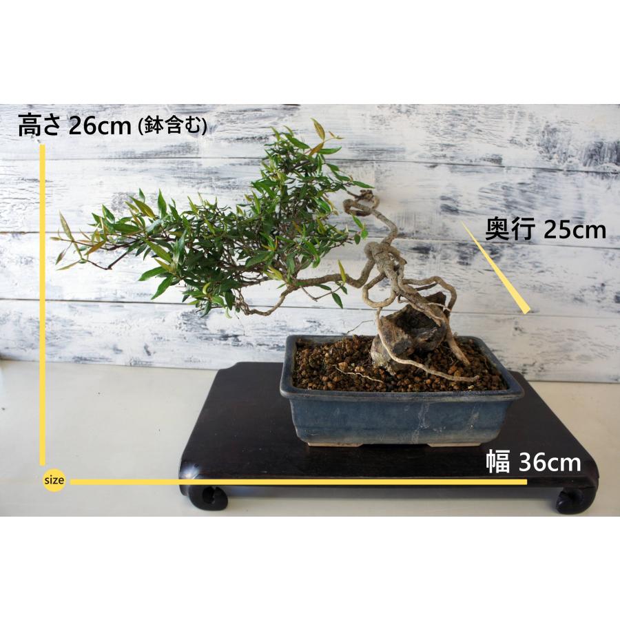 盆栽 『チリメンカズラ』 石付き 和風 インテリア 園芸 ガーデニング