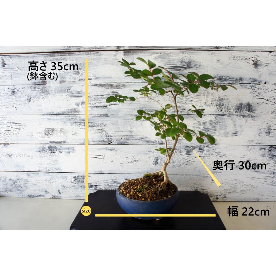盆栽 『サルスベリ』 花 インテリア 観葉植物 ガーデニング 送料無料 b249 盆栽 『サルスベリ』 百日紅 和風 インテリア 花 園芸 ガーデニング