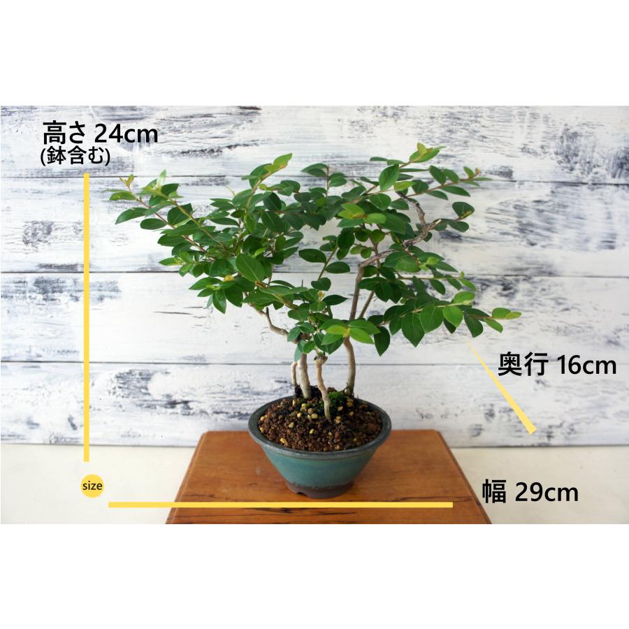 植木 庭木 盆栽サルスベリ 百日紅 幹肌の古色感 趣ある古木 サルスベリ