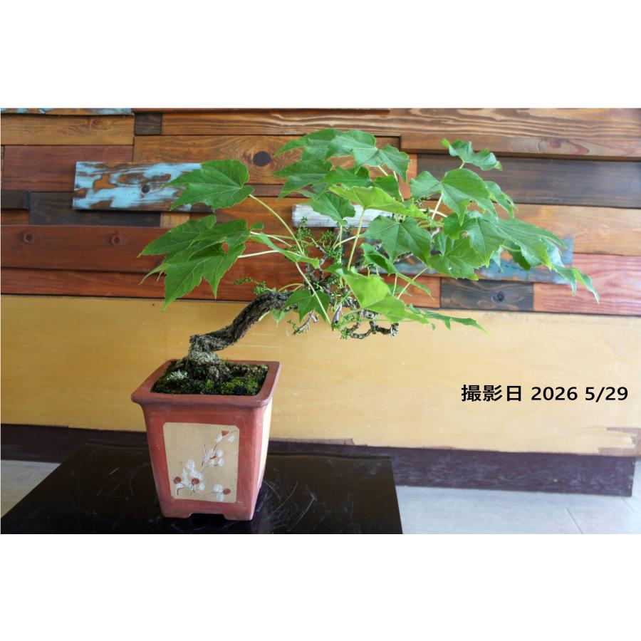盆栽 『蔦(ツタ)』 和風 インテリア 観葉植物 ガーデニング 送料無料 262 盆栽 『蔦』 ツタ 紅葉 和風 インテリア 園芸 ガーデニング オブジェ