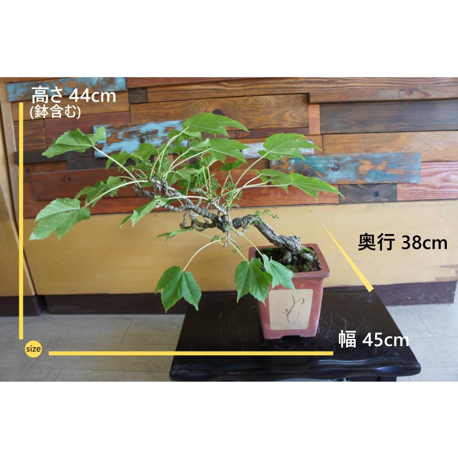 盆栽 『蔦』 ツタ 紅葉 和風 インテリア 園芸 ガーデニング オブジェ