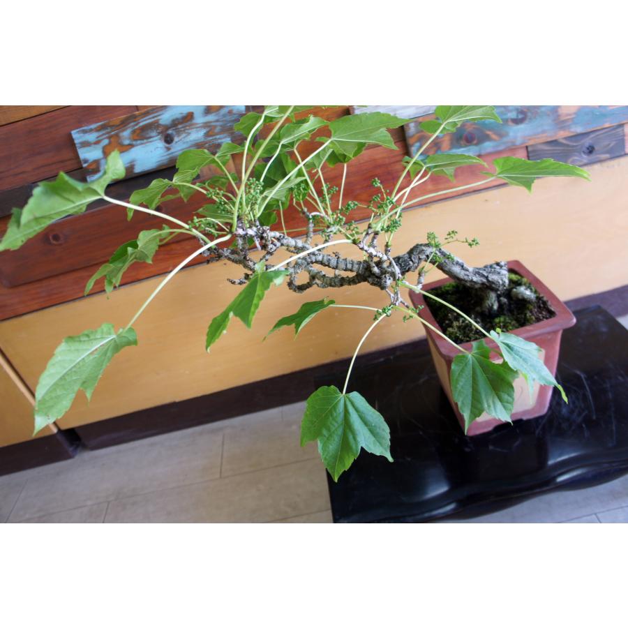 盆栽 『蔦』 ツタ 紅葉 和風 インテリア 園芸 ガーデニング オブジェ