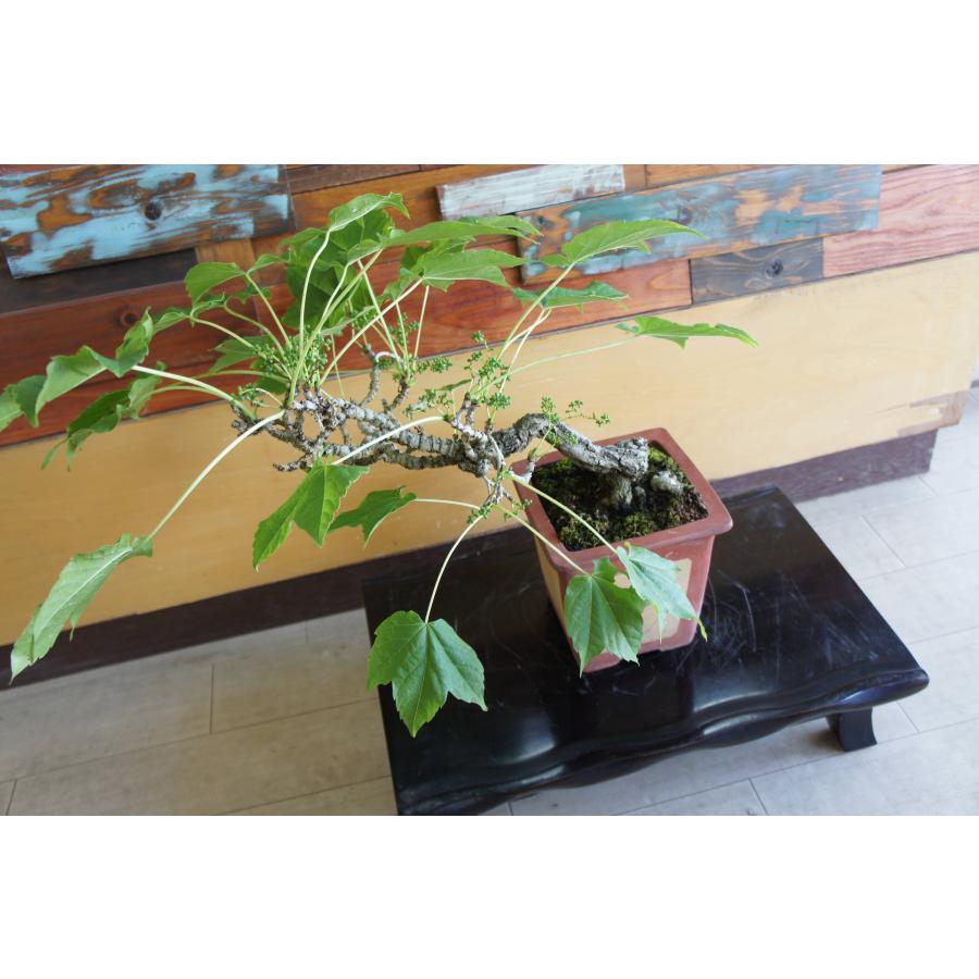 盆栽 『蔦』 ツタ 紅葉 和風 インテリア 園芸 ガーデニング オブジェ