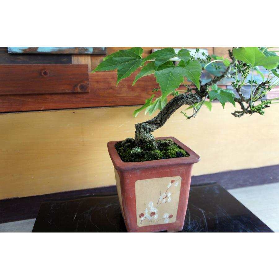 盆栽 『蔦』 ツタ 紅葉 和風 インテリア 園芸 ガーデニング オブジェ