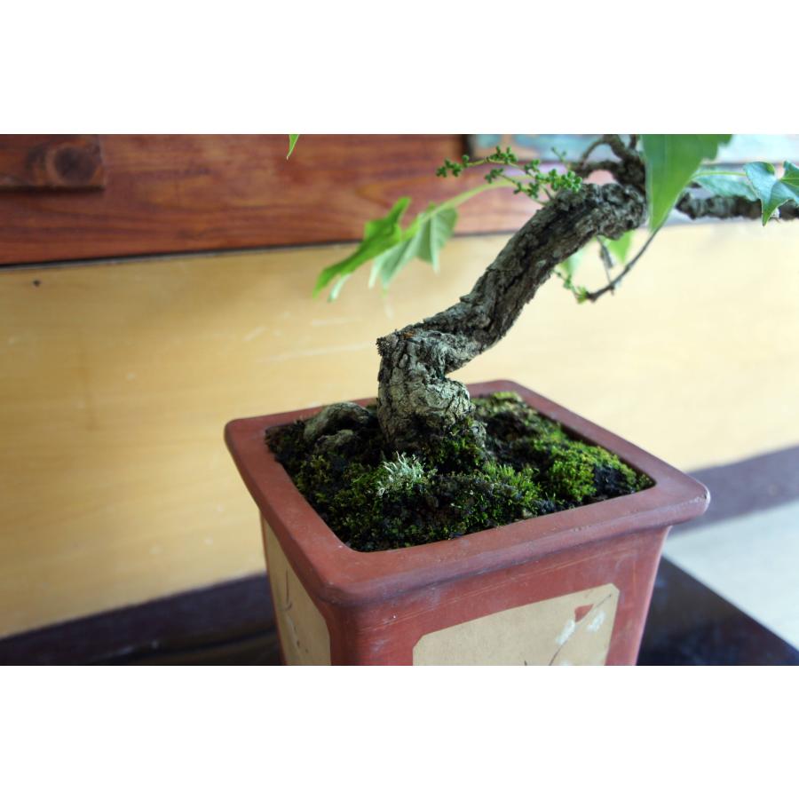 盆栽 『蔦(ツタ)』 和風 インテリア 観葉植物 ガーデニング 送料無料 262 盆栽 『蔦』 ツタ 紅葉 和風 インテリア 園芸 ガーデニング オブジェ