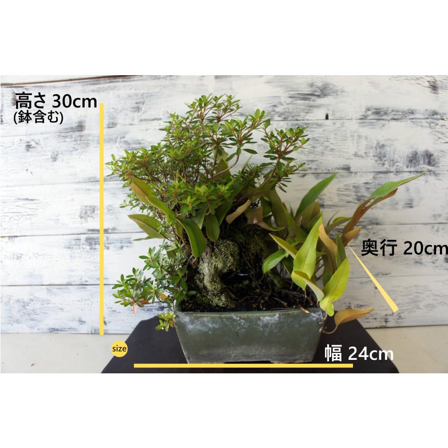 盆栽 『ミヤマキリシマとヒトツバ』 石付き ツツジ 花 一ッ葉 シダ
