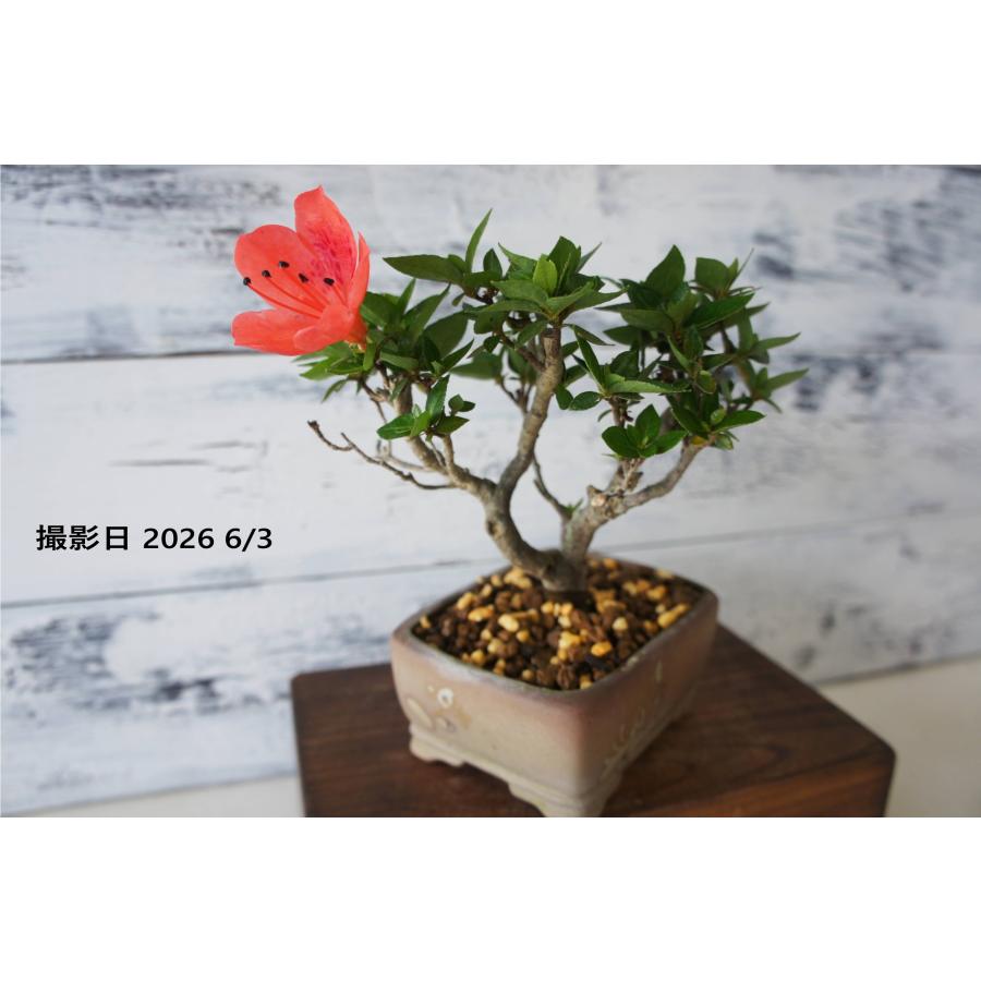 盆栽 『角葉珍山 サツキ（鹿山）』 花 和風 インテリア 園芸