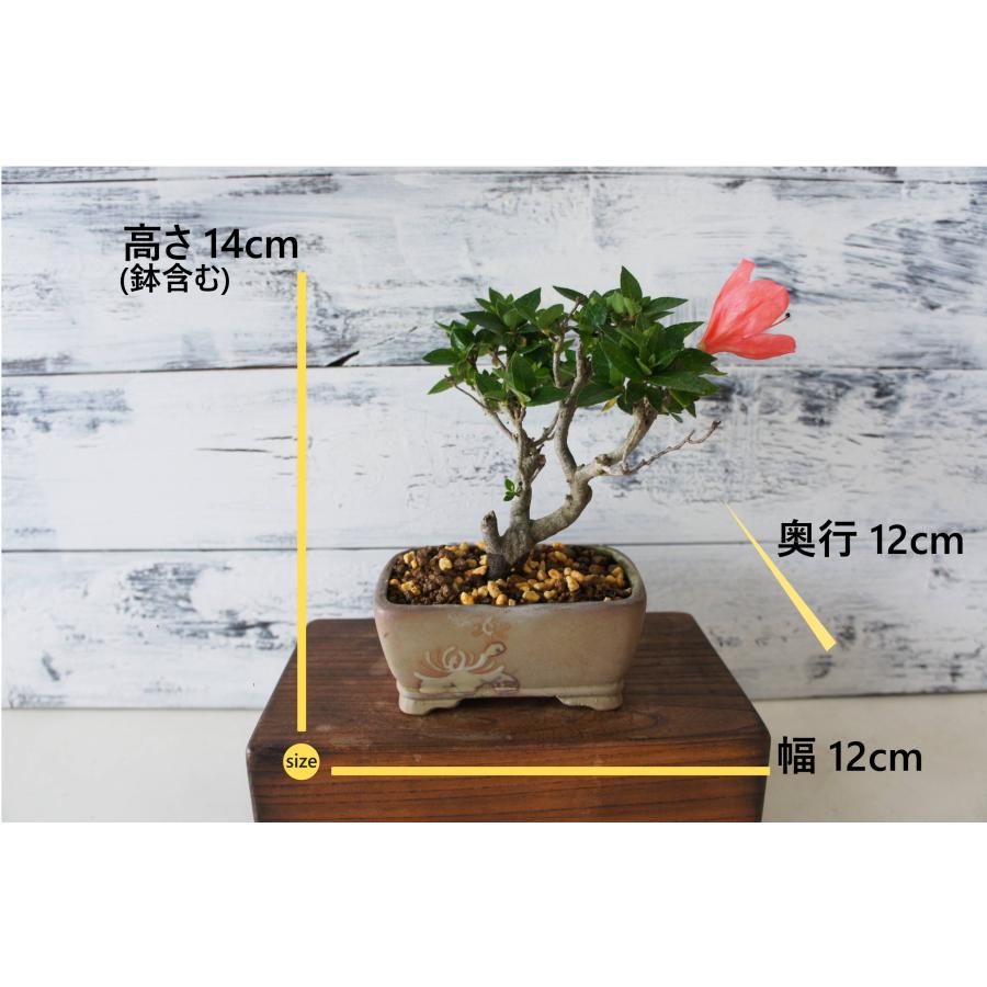 盆栽 『角葉珍山 サツキ（鹿山）』 花 和風 インテリア 園芸